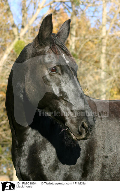Schweres Warmblut / black horse / PM-01804