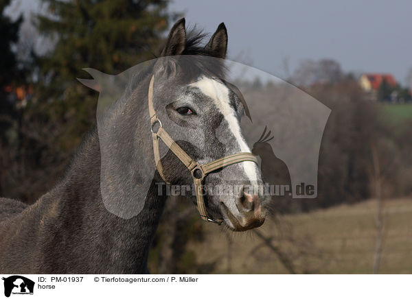 Schweres Warmblut / horse / PM-01937