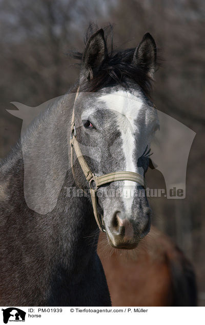 Schweres Warmblut / horse / PM-01939