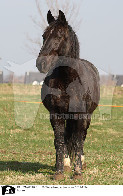 Schweres Warmblut / horse / PM-01943