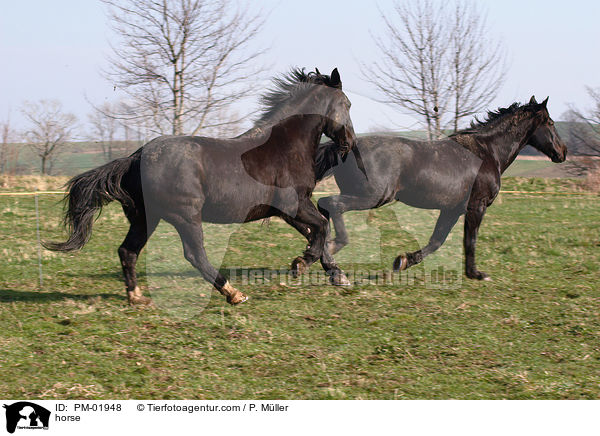 Schweres Warmblut / horse / PM-01948