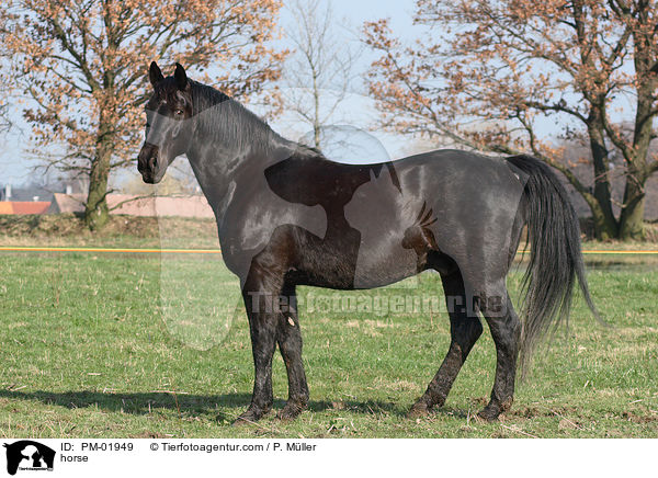 Schweres Warmblut / horse / PM-01949