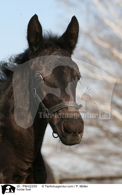 Schweres Warmblut Fohlen / horse foal / PM-02250