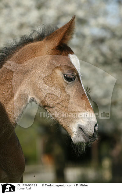 Schweres Warmblut Fohlen / horse foal / PM-03131