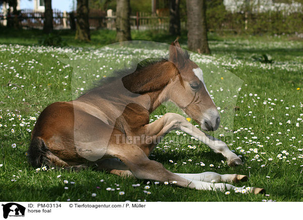 Schweres Warmblut Fohlen / horse foal / PM-03134