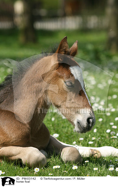 Schweres Warmblut Fohlen / horse foal / PM-03142
