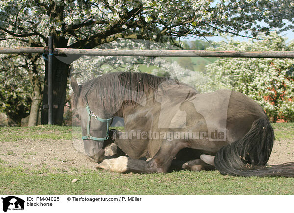 black horse / PM-04025