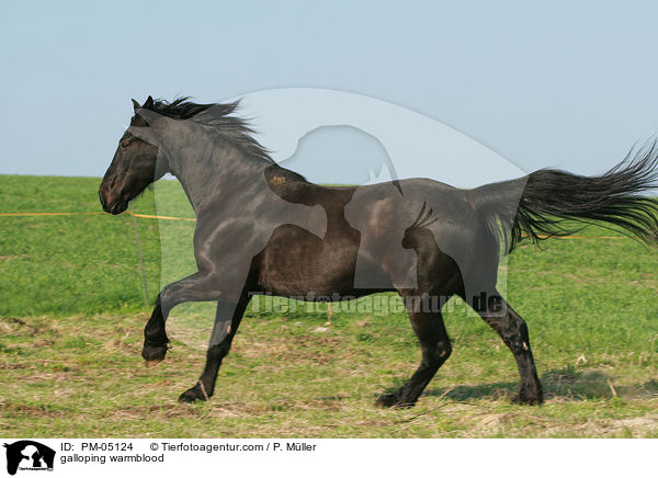 galoppierendes Schweres Warmblut / galloping warmblood / PM-05124
