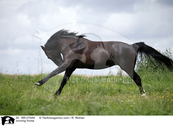 rennendes Schweres Warmblut / running horse / RR-37948