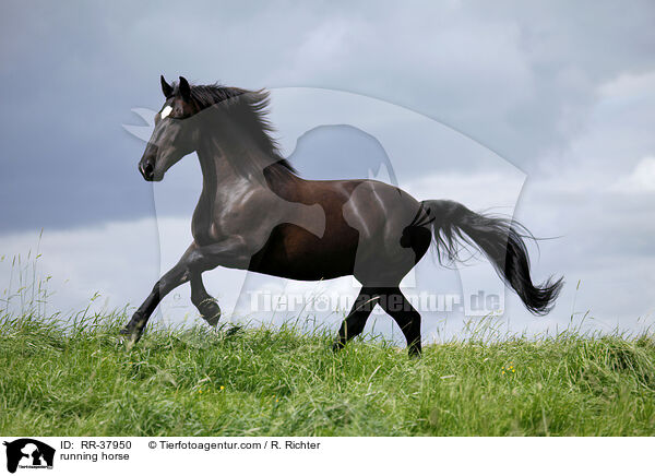 rennendes Schweres Warmblut / running horse / RR-37950