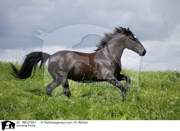 rennendes Schweres Warmblut / running horse / RR-37951