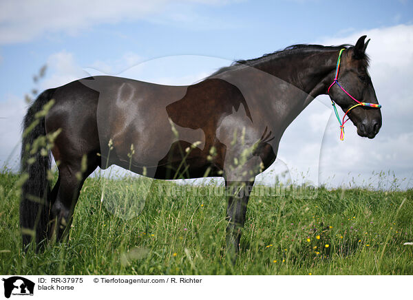 Schweres Warmblut / black horse / RR-37975