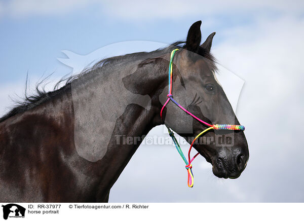 horse portrait / RR-37977