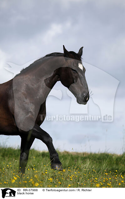 Schweres Warmblut / black horse / RR-37988