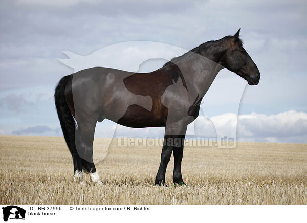 Schweres Warmblut / black horse / RR-37996