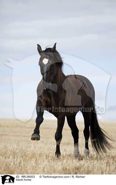 Schweres Warmblut / black horse / RR-38003