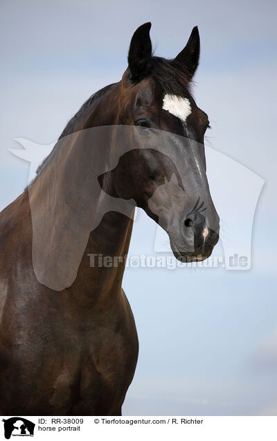 horse portrait / RR-38009