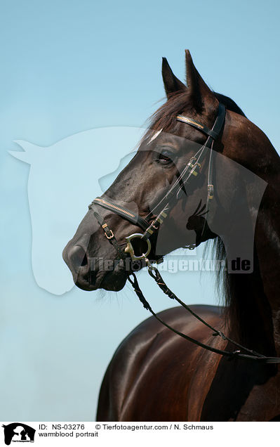 Schweres Warmblut Portrait / warmblood portrait / NS-03276