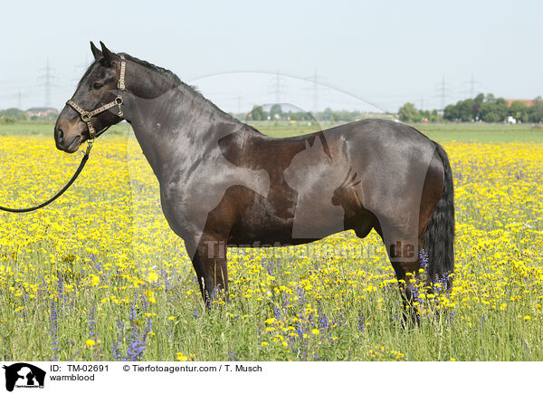Schweres Warmblut / warmblood / TM-02691