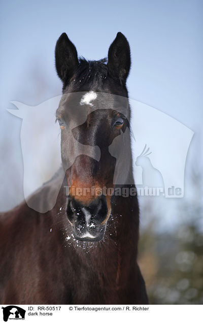 dark horse / RR-50517