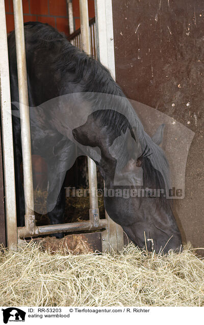 fressendes Schweres Warmblut / eating warmblood / RR-53203