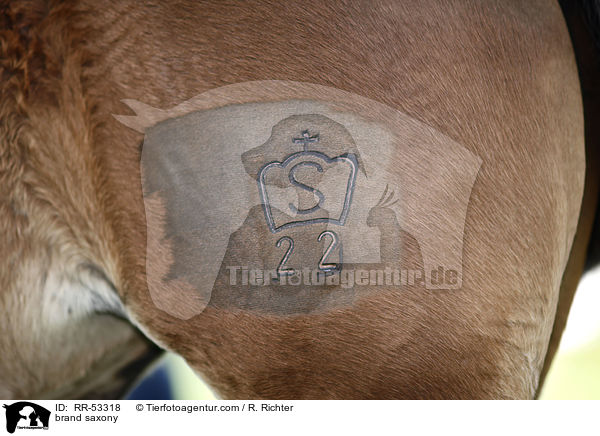 Brandzeichen Schweres Warmblut / brand saxony / RR-53318
