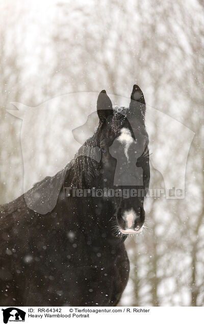 Schweres Warmblut Portrait / Heavy Warmblood Portrait / RR-64342