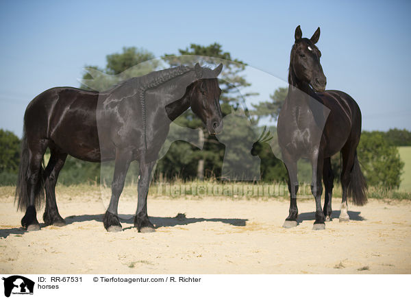 Pferde / horses / RR-67531