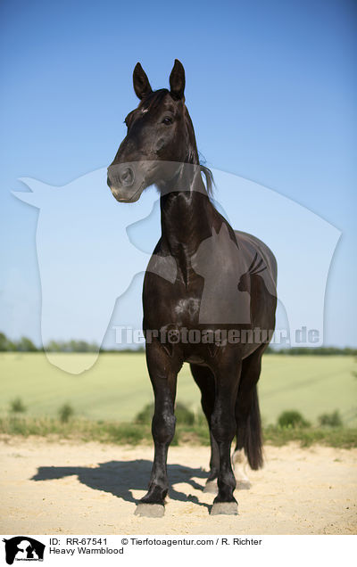 Schweres Warmblut / Heavy Warmblood / RR-67541