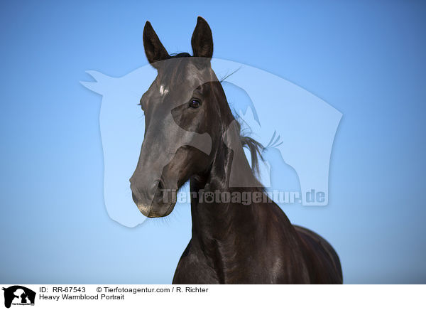 Schweres Warmblut Portrait / Heavy Warmblood Portrait / RR-67543