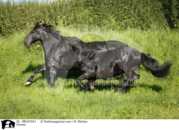 Pferde / horses / RR-67551