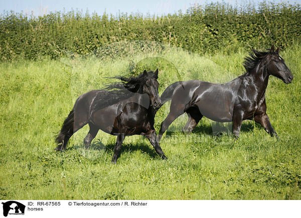 Pferde / horses / RR-67565