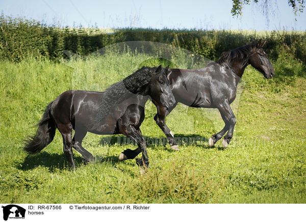 Pferde / horses / RR-67566