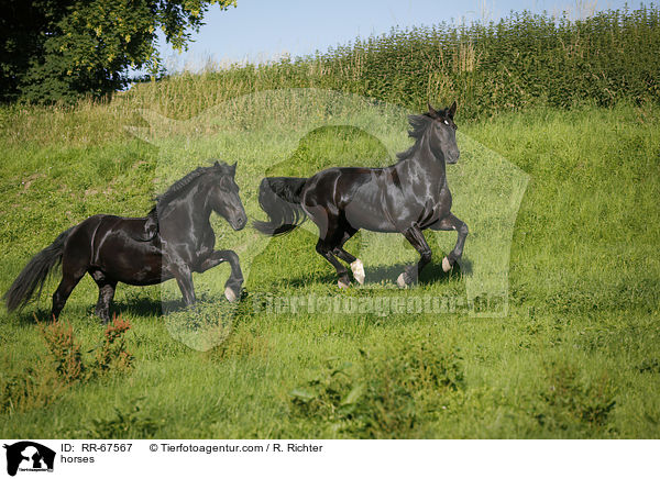 Pferde / horses / RR-67567