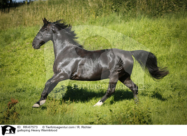 galloping Heavy Warmblood / RR-67573