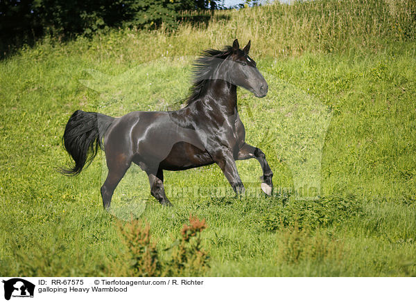 galloping Heavy Warmblood / RR-67575