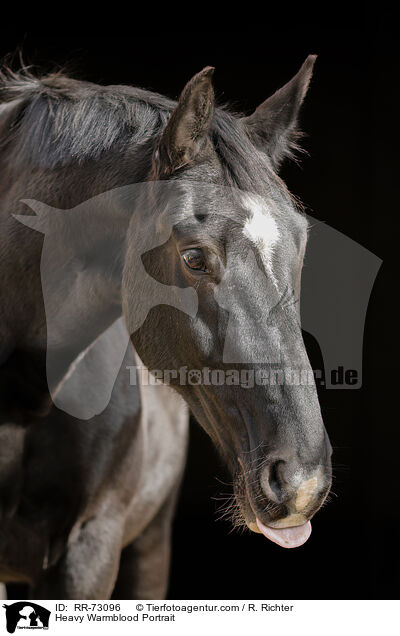 Heavy Warmblood Portrait / RR-73096