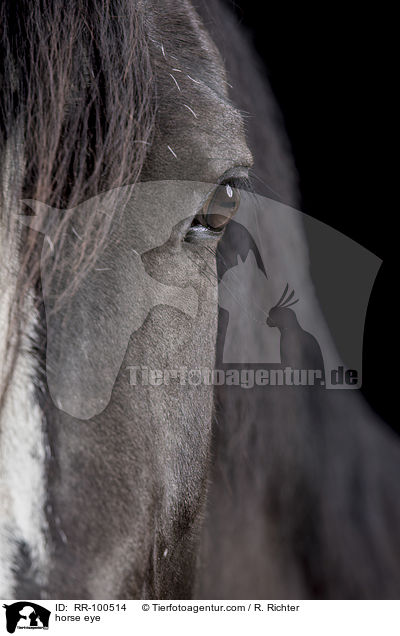 Pferdeauge / horse eye / RR-100514