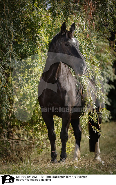 Schweres Warmblut Wallach / Heavy Warmblood gelding / RR-104802