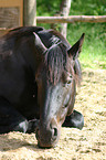 dozing horse