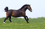 running Warmblood