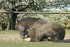 black horse