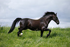 trotting horse
