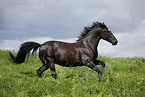 running horse