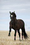 black horse