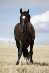 black horse