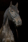 warmblood portrait