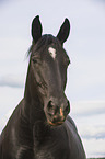 warmblood portrait