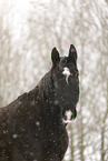 Heavy Warmblood Portrait