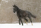 trotting heavy warmblood